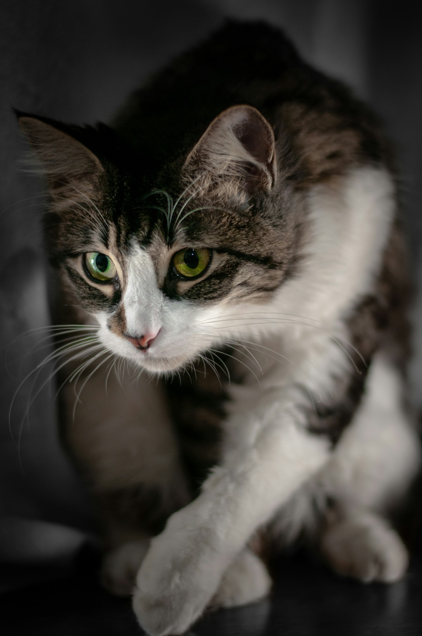 De 5 beste borstels voor katten