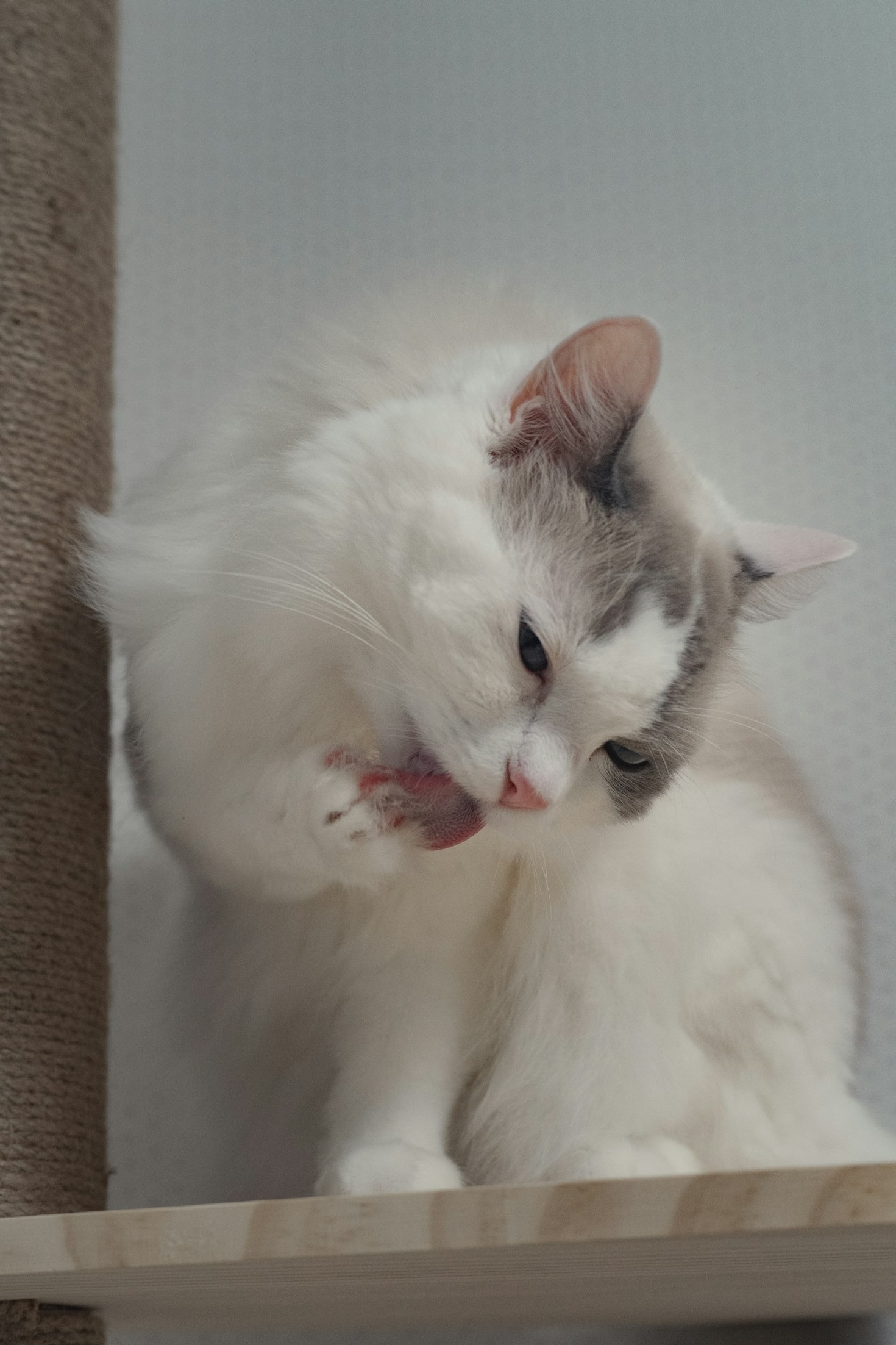 Top tips om katten gezond en gelukkig te houden