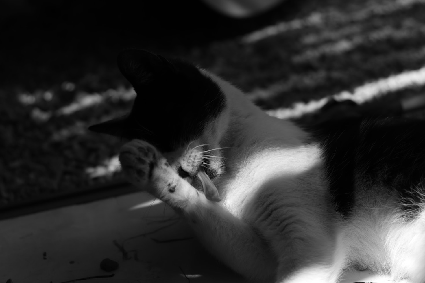 Hoe te beginnen met kattentrimmen